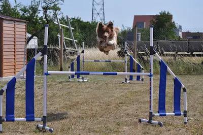K9 Educ Pro 68
