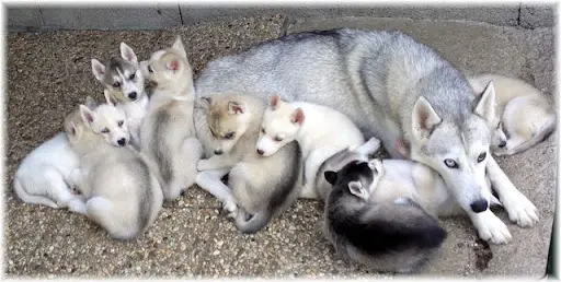Husky du Vercors