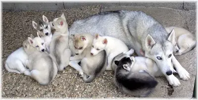 Husky du Vercors