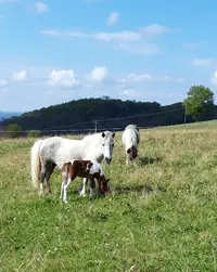 Écuries de Sarget