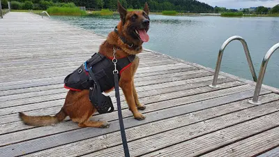 Passion Malis Education Canine