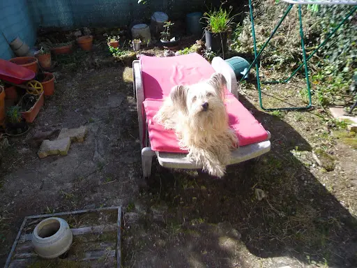 Les Visites de Poppy Suivez l'Dog
