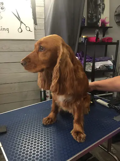 Dog Story