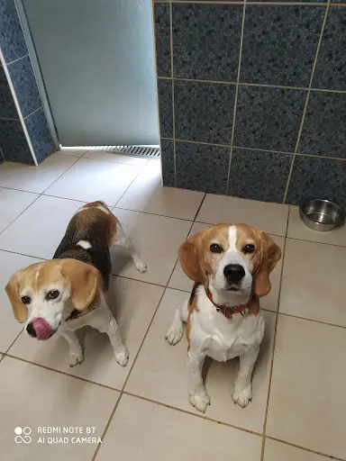 Kennel Garde