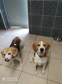 Kennel Garde