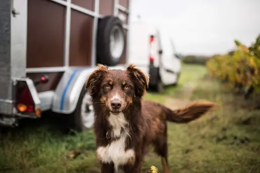 Dog Terre Happy