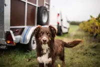 Dog Terre Happy