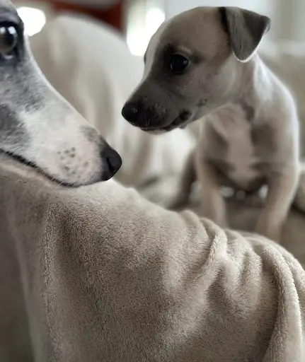 Elevage de Whippet le Domaine le Haut Blanc Mesnil