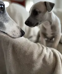 Elevage de Whippet le Domaine le Haut Blanc Mesnil