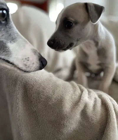 Elevage de Whippet le Domaine le Haut Blanc Mesnil