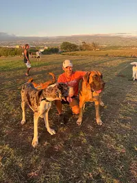 Flair-play Canin