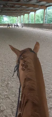 Cheval Notre Passion