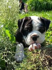 Elevage la Casa de Chula Bulldog Continental Terre-neuve