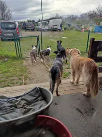 Académychien