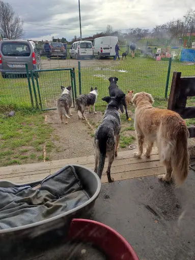 Académychien