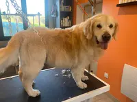 Nany Dog Toilettage