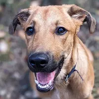 Patte et Museau, Éducateur Canin Aveyron - Villefranche-de-rouergue