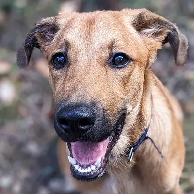 Patte et Museau, Éducateur Canin Aveyron - Villefranche-de-rouergue