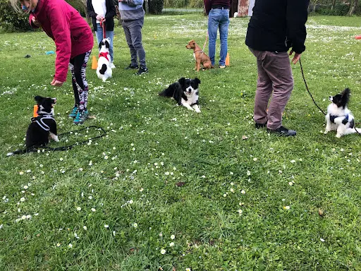 Infinity-dog Éducateur Canin la Rochelle