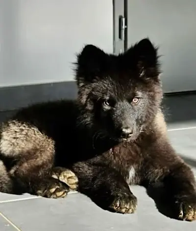 Domaine Laska Divoka Élevage Chien Loup Européen Clecf