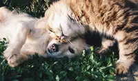 Comme Chiens et Chats
