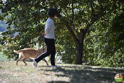 Aikenka Education Canine