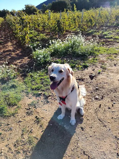 Educativedog – Éducatrice et Comportementaliste Canin et Félin