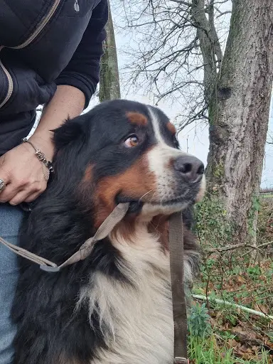 Pension Canine, Pause Ta Patte