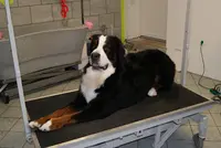 Au Bonheur Canin