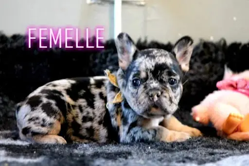 Les Staffy Bouli des Flandres
