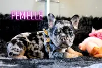 Les Staffy Bouli des Flandres