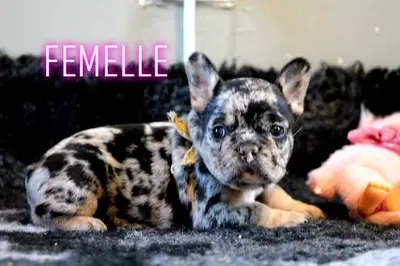 Les Staffy Bouli des Flandres