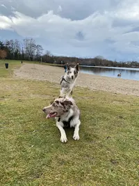 Cadre Canin - Éducateur Comportementaliste Canin