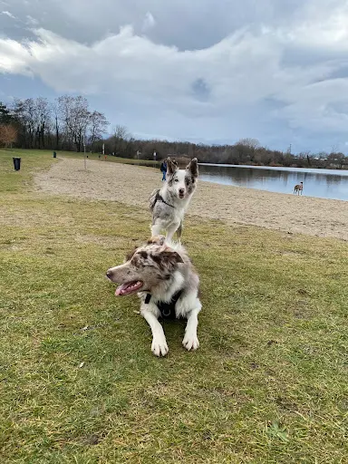 Cadre Canin - Éducateur Comportementaliste Canin