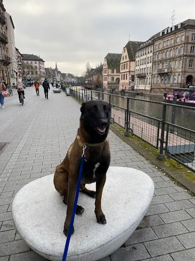 Canis Effect