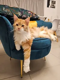 Chat Chic Toilettage