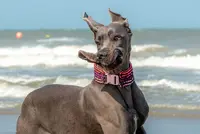 Dog Xl Fashion Par Marie Walther