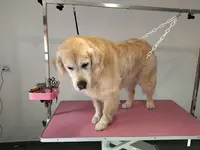 Les Chiens d'Ambre