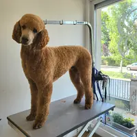 Pood Els, Salon de Toilettage Canin, Félin & Nac /dogwash/garderie Canine/formation