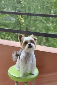 Toilettage À Domicile Adomicil Dog