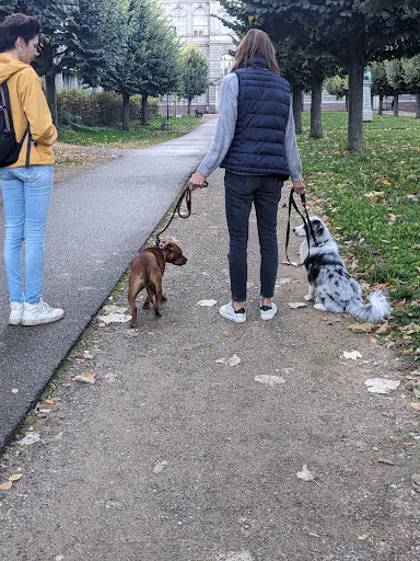 Yes Oui Dog