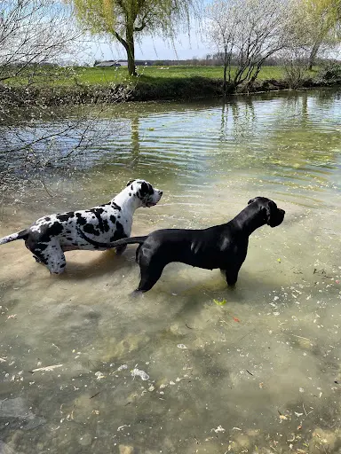 Zig Éduc Éducatrice Comportementaliste Canin