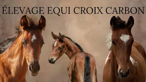 Elevage Equi Croix Carbon