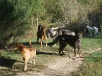 Les Enseignements d'Apache - Domaine des Hurons