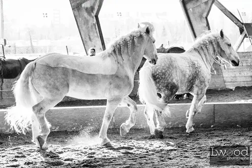 Plume de Cheval