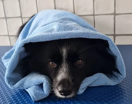Charming Dog