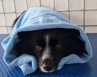 Charming Dog