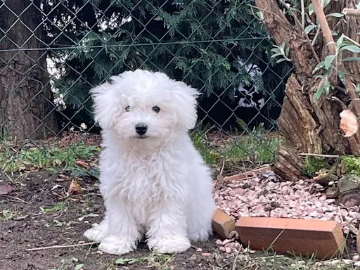 Dog Emoi Andrezieux Boutheon