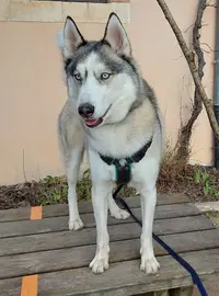 Élevage de Husky et de Malamutes - Nounack Élevage
