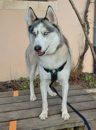 Élevage de Husky et de Malamutes - Nounack Élevage